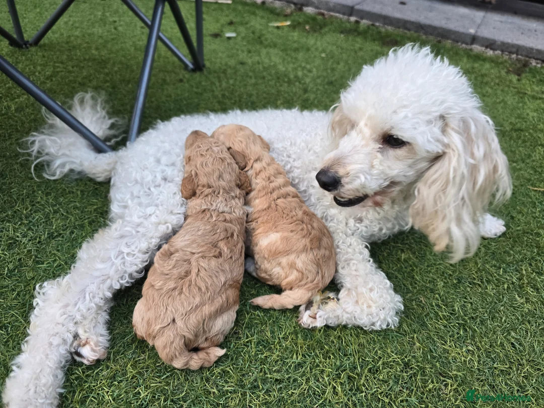 Toy Poodle dogs for sale: Beautiful Parti Toy Poodle Puppy  - Advert 2