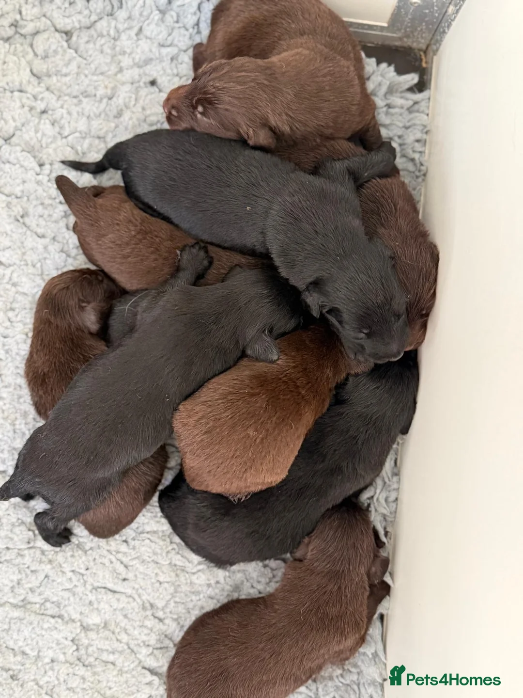 Flat coated Retriever dogs for sale: 1st Class ⭐️⭐️⭐️⭐️⭐️ Licensed - Advert 1