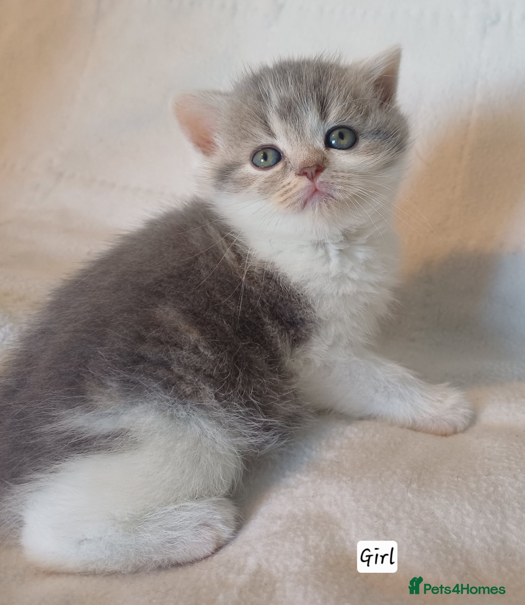British Shorthair cats for sale: Gorgeous Brittish Shorthair 🐱 - Advert 27