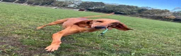 Segugio Italiano dogs for sale: Bruno - Segugio Italiano  in Fareham - Advert 7