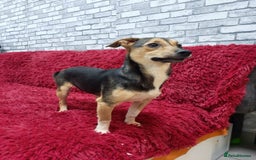 Mixed Breed dogs for adoption: 💖🐶 ADELE 🐶💖 - Image 8