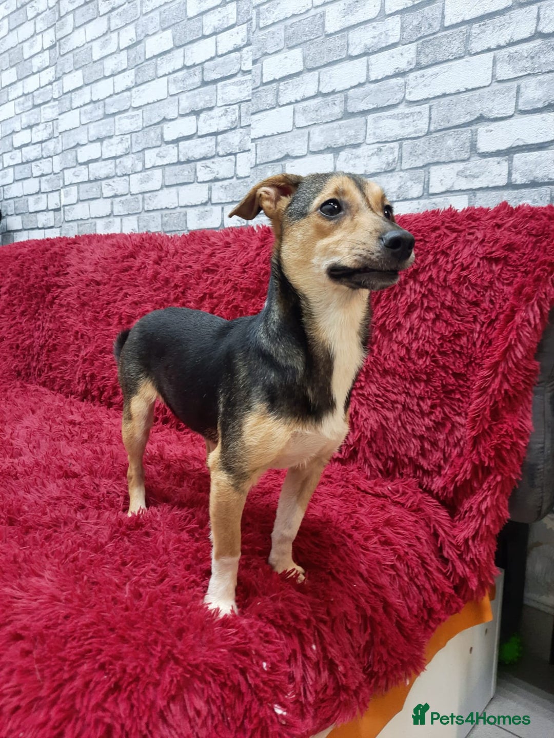 Mixed Breed dogs for adoption: 💖🐶 ADELE 🐶💖 - Image 8