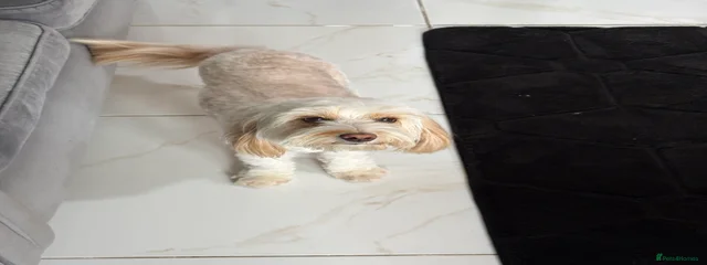 Mocha 
