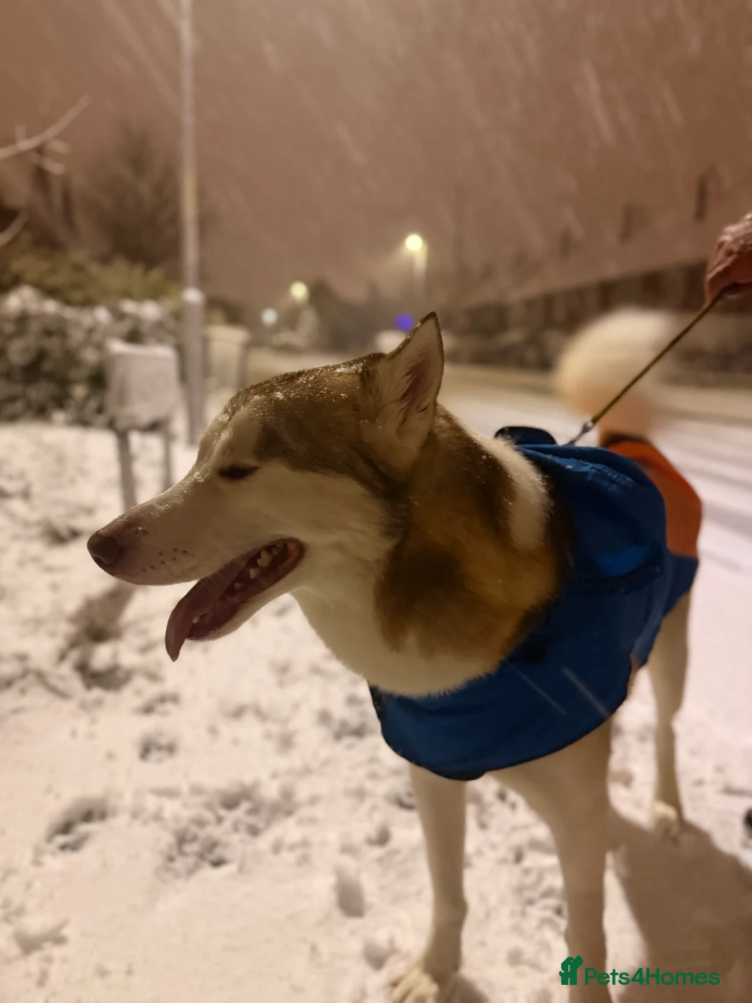 Siberian Husky dogs for stud: Husky aka: Cheetah  in Birmingham - Advert 4