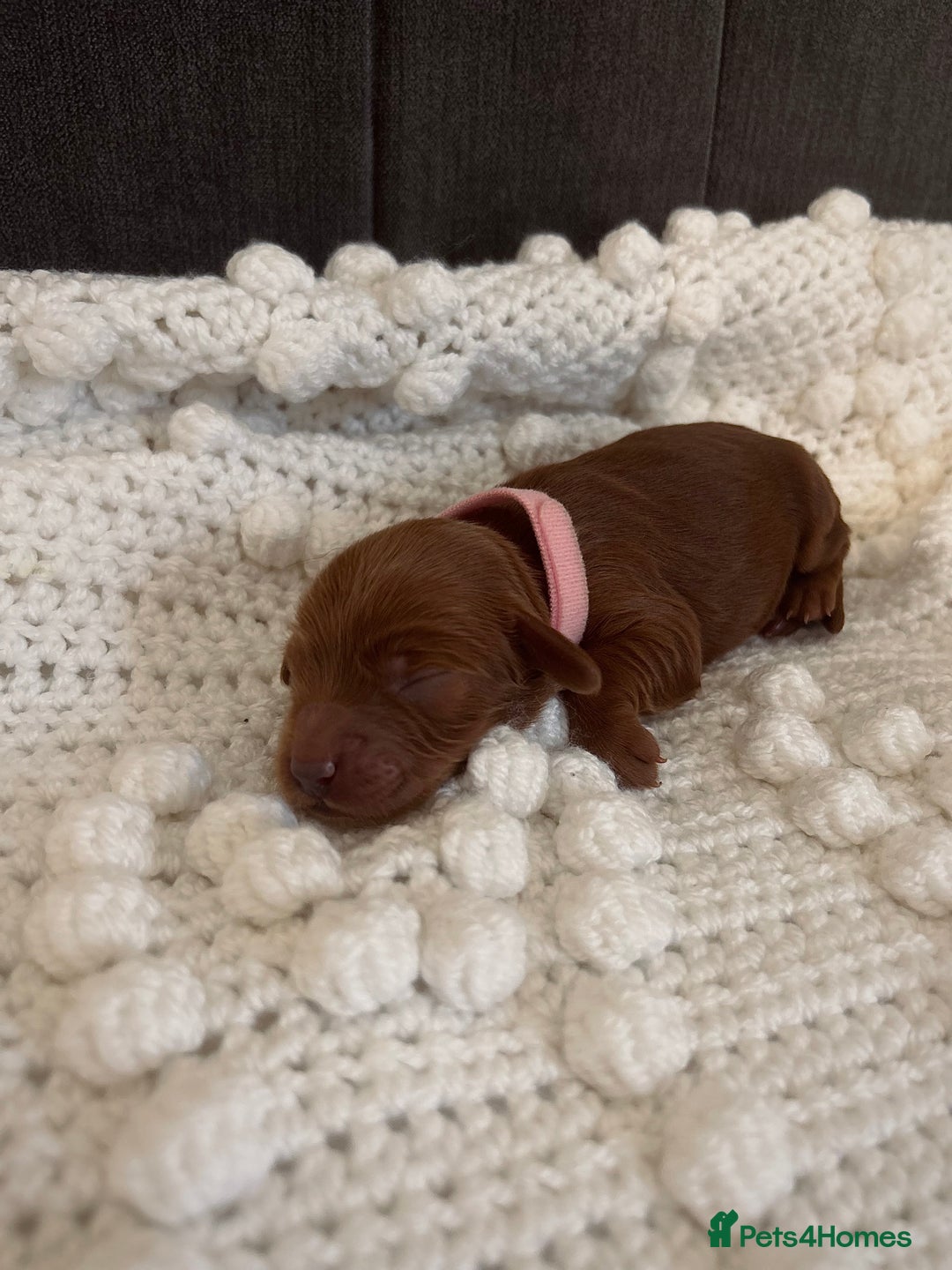 Cockapoo dogs for sale: Gorgeous Fox red F1B cockapoos - Image 14