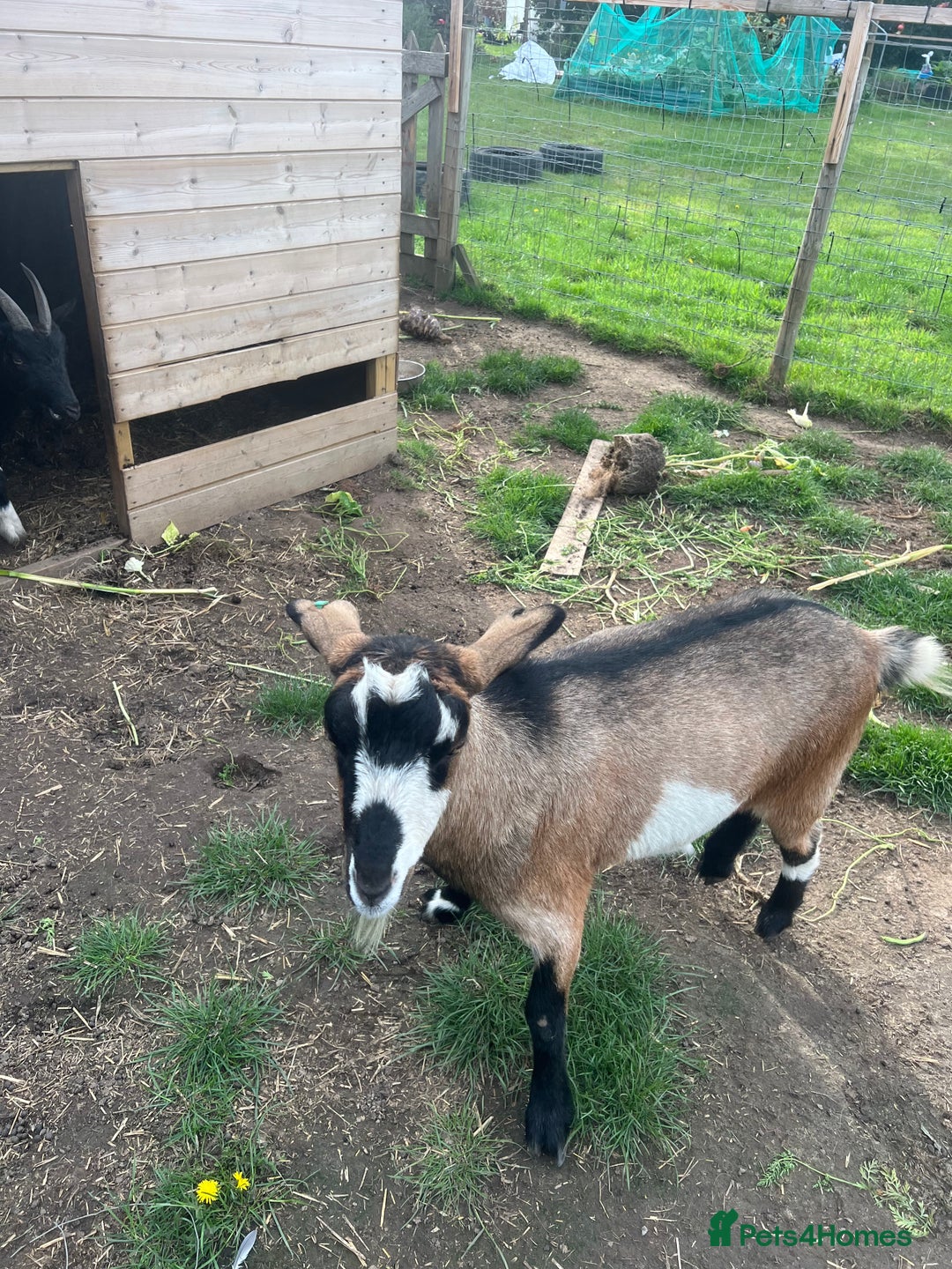 Goats livestock for sale: 2 lovely male goats  - Image 2