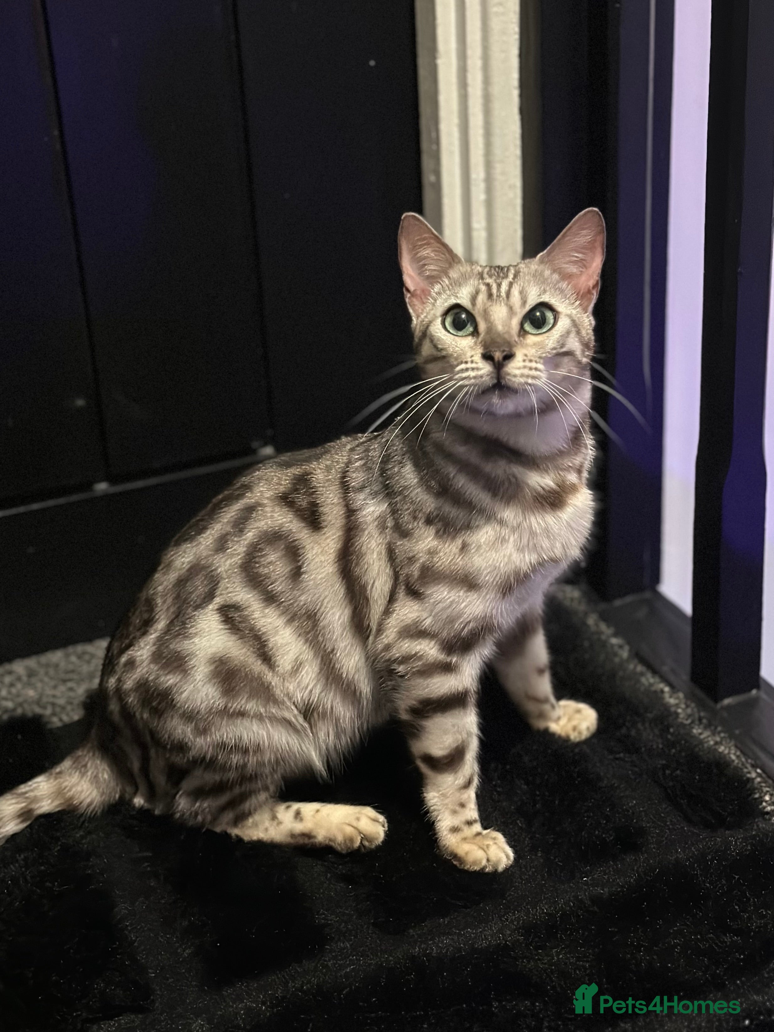 Bengal cats Stunning Silver Bengal Female! (TICA) - Advert 3
