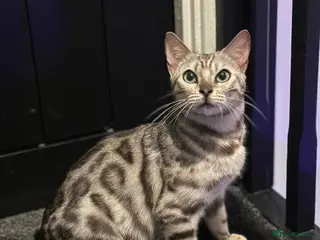 Bengal cats Stunning Silver Bengal Female! (TICA) - Advert 3