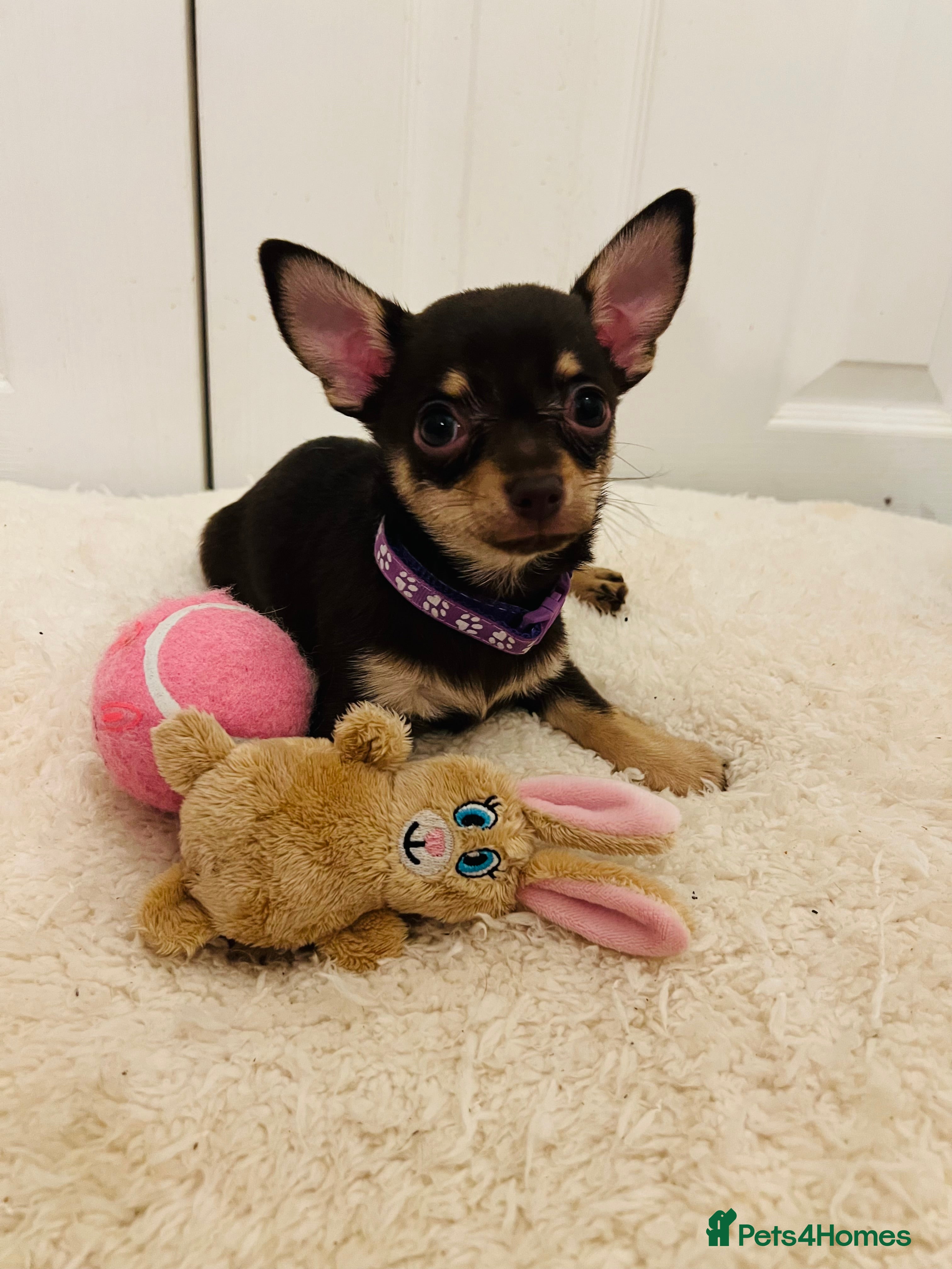 Chihuahua dogs Beautiful chocolate and tan girls - 2 left - Advert 17