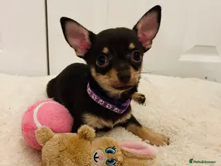 Chihuahua dogs Beautiful chocolate and tan girls - 2 left - Advert 17