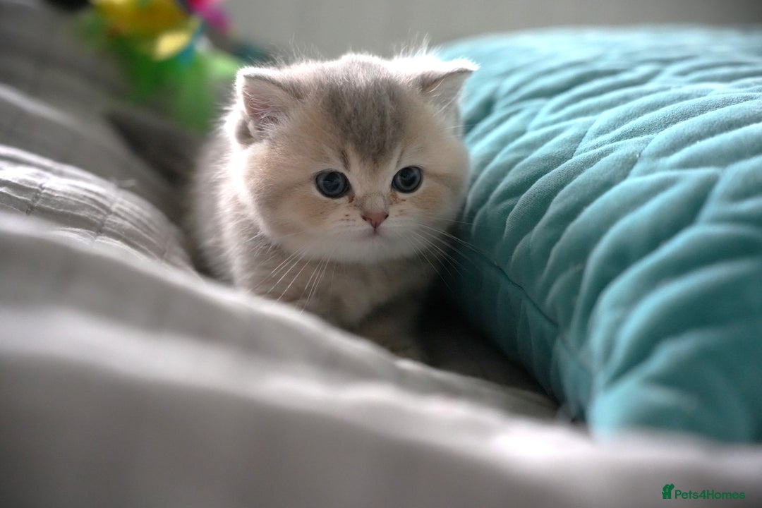 Scottish Fold cats for sale: Scottish fold/straight  - Advert 19