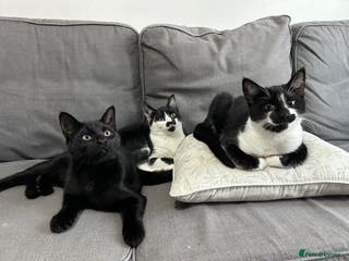 Domestic Shorthair cats 3 males kittens - Advert 6