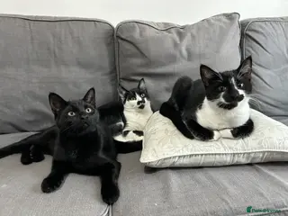 Domestic Shorthair cats 3 males kittens - Advert 5