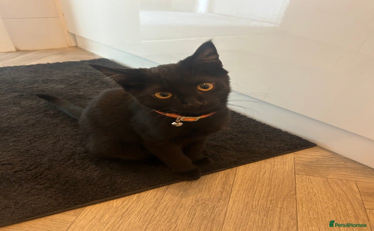 Bombay cats loki- 7 month old bombay  - Advert 1