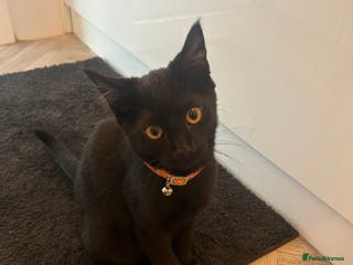 Bombay cats loki- 7 month old bombay - Advert 11