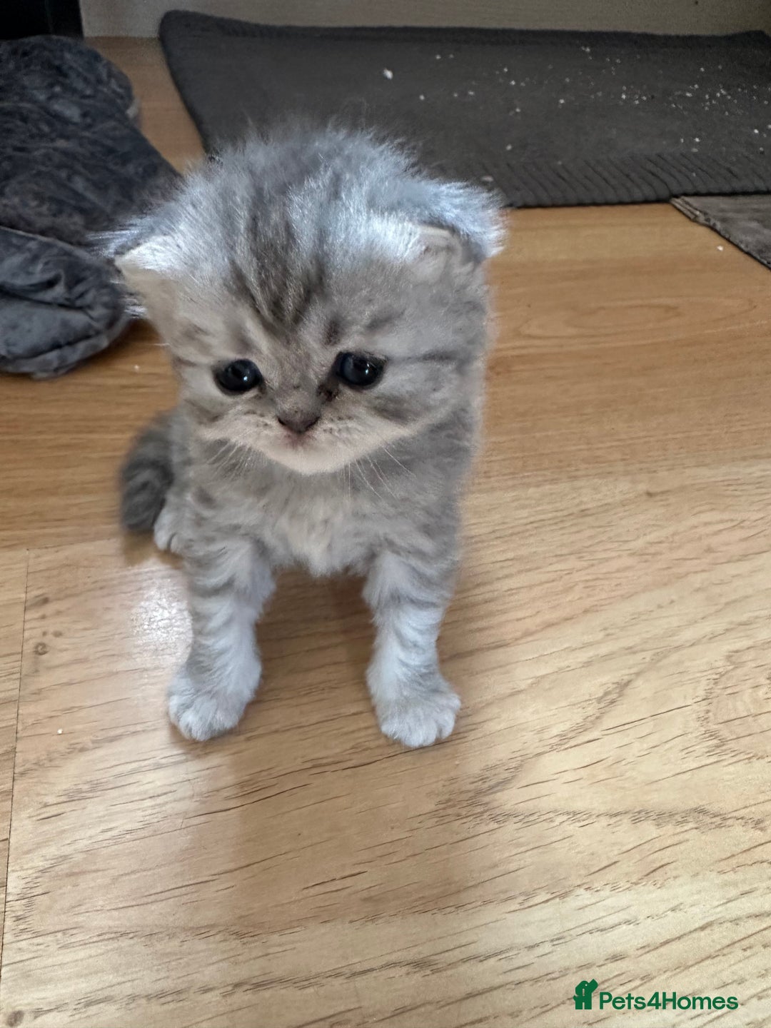 Persian cats for sale: 2 stunning pure pedigree Persian chinchilla kitten - Image 3