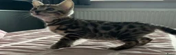 Bengal cats for sale: Two beautiful Bengal Girls  - Advert 7