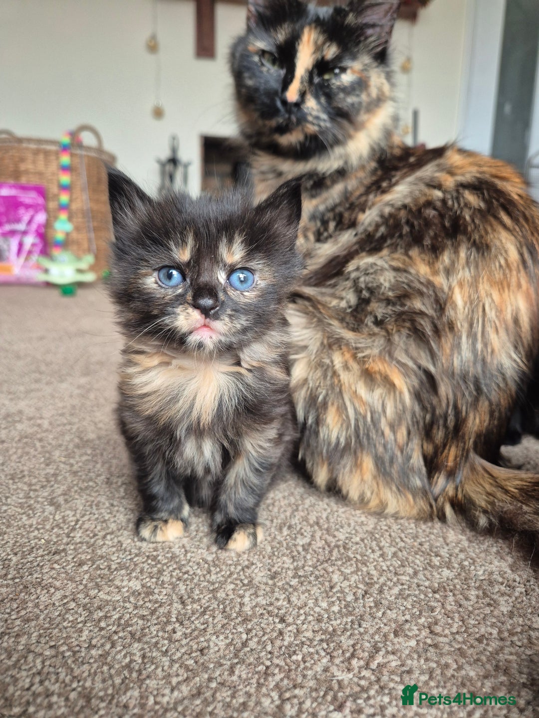 Mixed Breed cats for sale: 😺 VERY FRIENDLY KITTENS 😺 - Advert 5