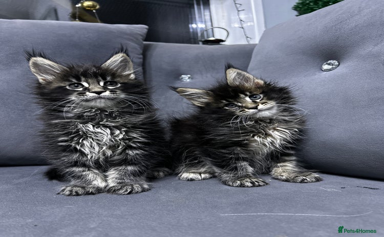 Maine Coon cats - Advert 1