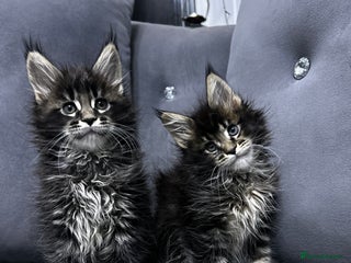 Maine Coon cats - Advert 2