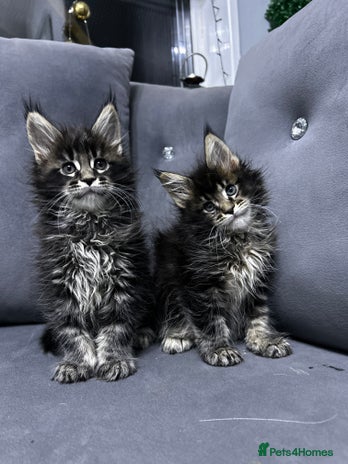 Maine Coon cats - Advert 1