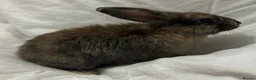 Mini Lion Lop rabbits for sale: Mini lion lop in Chatham - Advert 2
