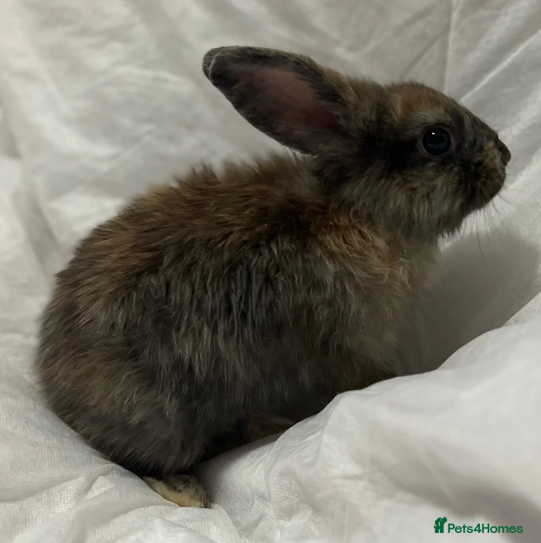 Mini Lion Lop rabbits for sale: Mini lion lop in Chatham - Advert 2