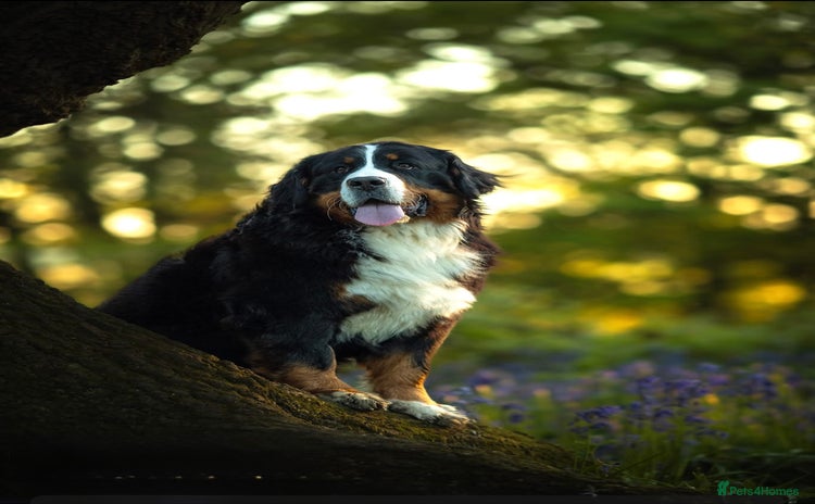 Bernese Mountain Dog dogs - Advert 1