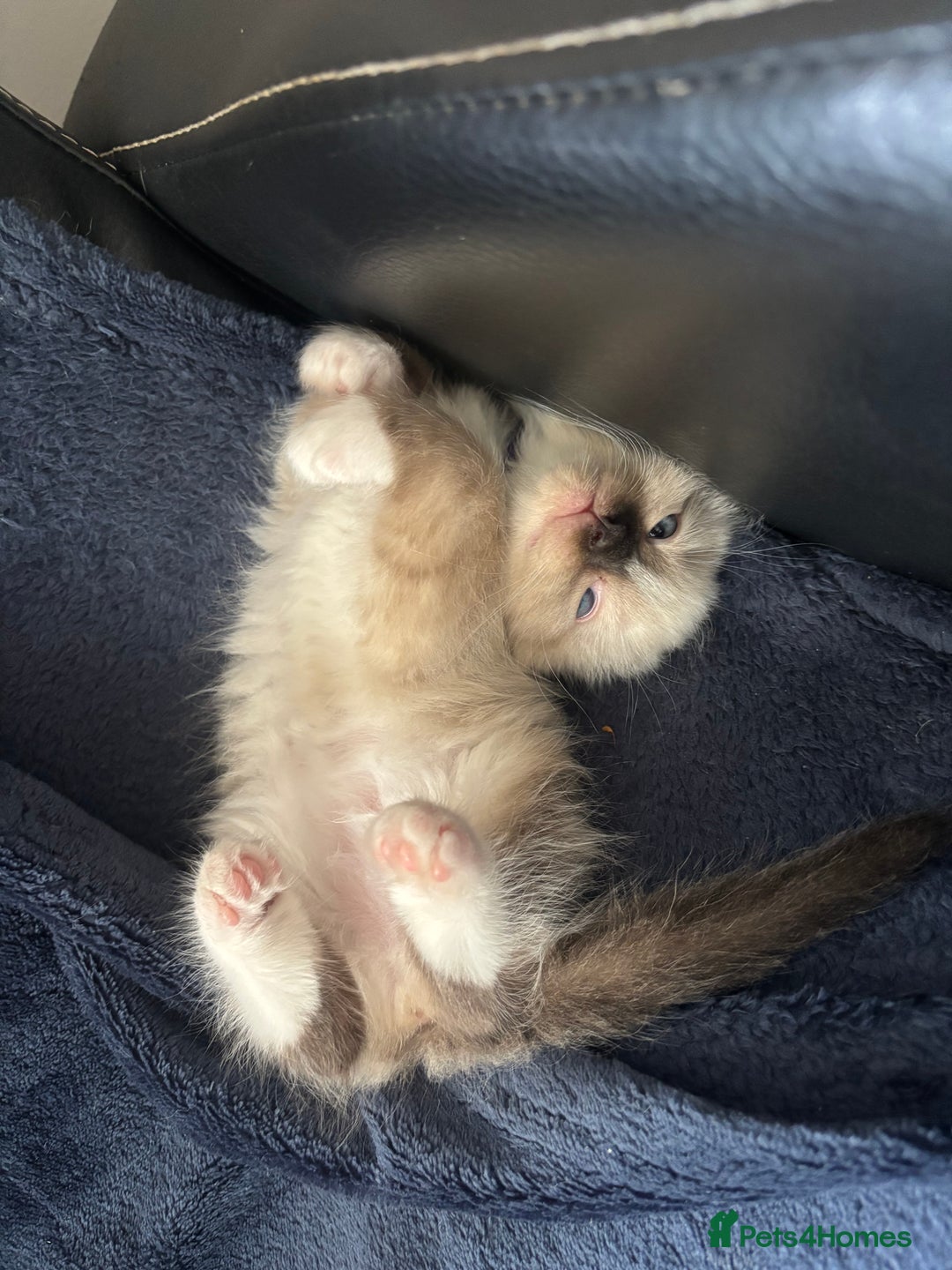 Ragdoll cats for sale: Ragdoll kittens - Image 22