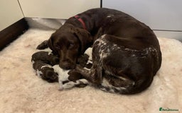 German Shorthaired Pointer dogs for sale: Exceptionally Well Bred German Shorthair Pointer  - Image 1