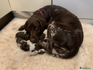 German Shorthaired Pointer dogs - Advert 3