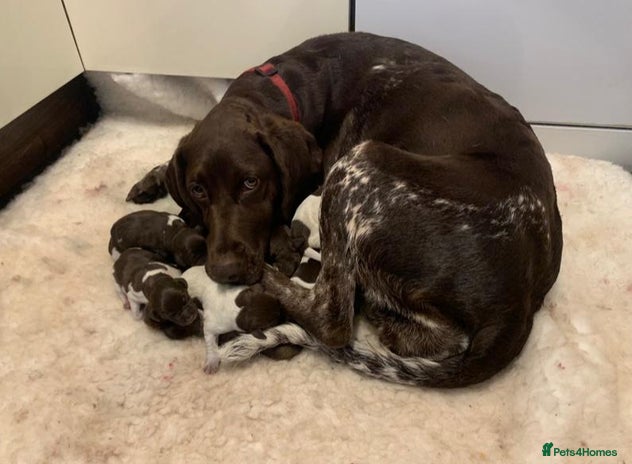 German Shorthaired Pointer dogs - Advert 1