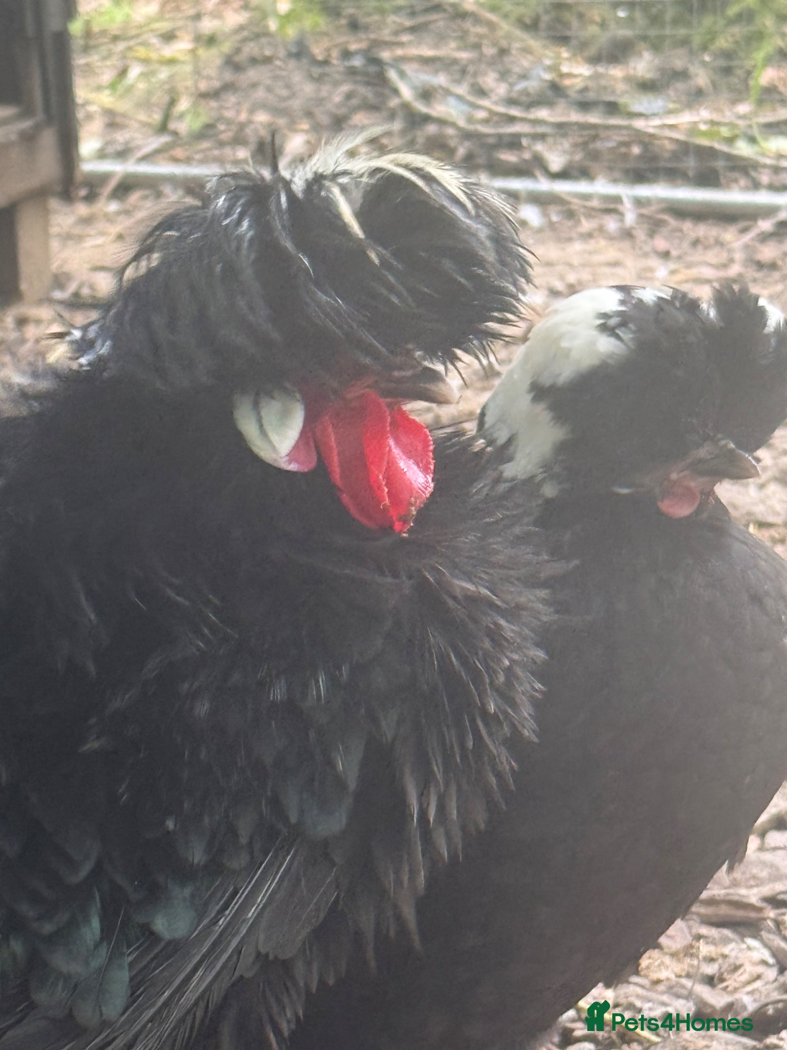 Chickens poultry WC black polish breeding set with frizzle boy  - Advert 16