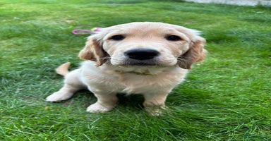 Golden Retriever dogs - Advert 10