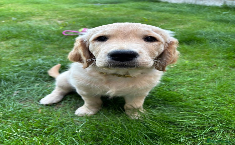 Golden Retriever dogs - Advert 6