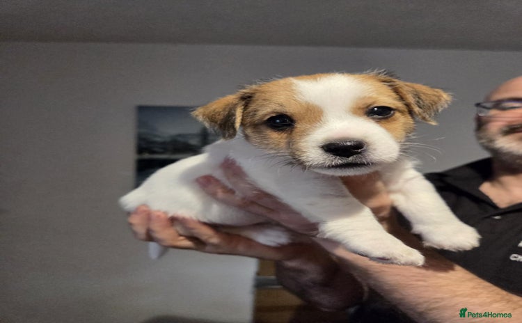 Jack Russell dogs - Advert 1