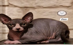 Sphynx cats for sale: Canadian Sphynx beautiful kittens 😸  in Aldershot - Image 1