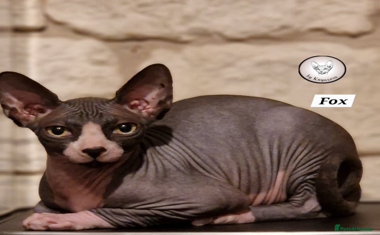Sphynx cats in Aldershot - Advert 1