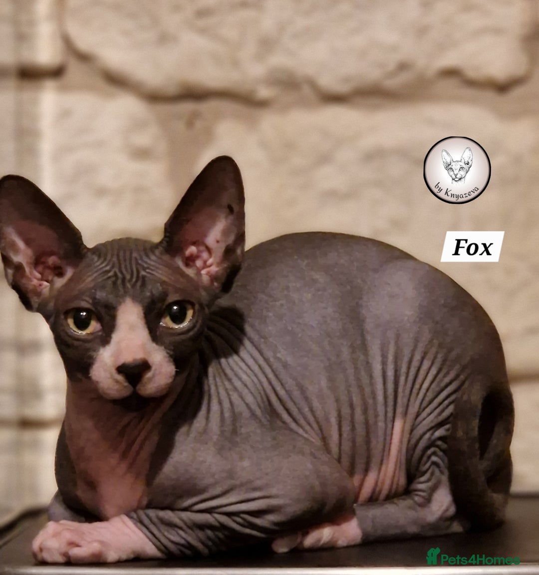 Sphynx cats for sale: Canadian Sphynx beautiful kittens 😸  in Aldershot - Image 1