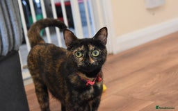 Mixed Breed cats for sale: 5 Mixed Kittens Ready In 2 Weeks - Image 12