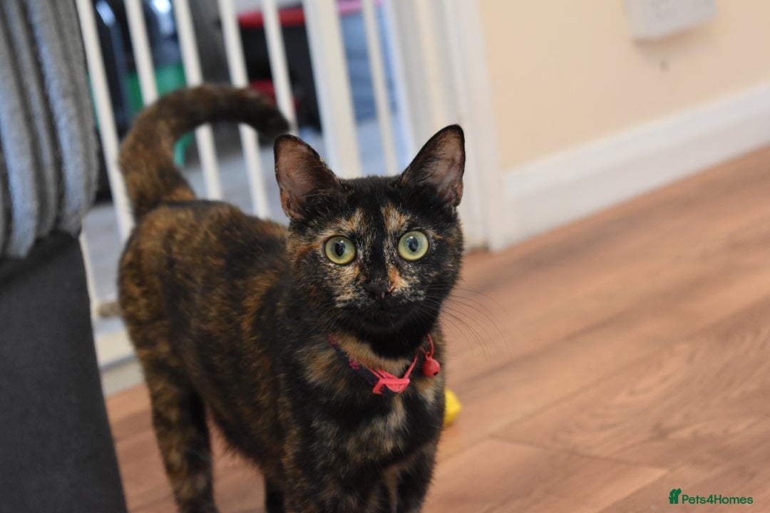 Mixed Breed cats for sale: 5 Mixed Kittens Ready In 2 Weeks - Image 12