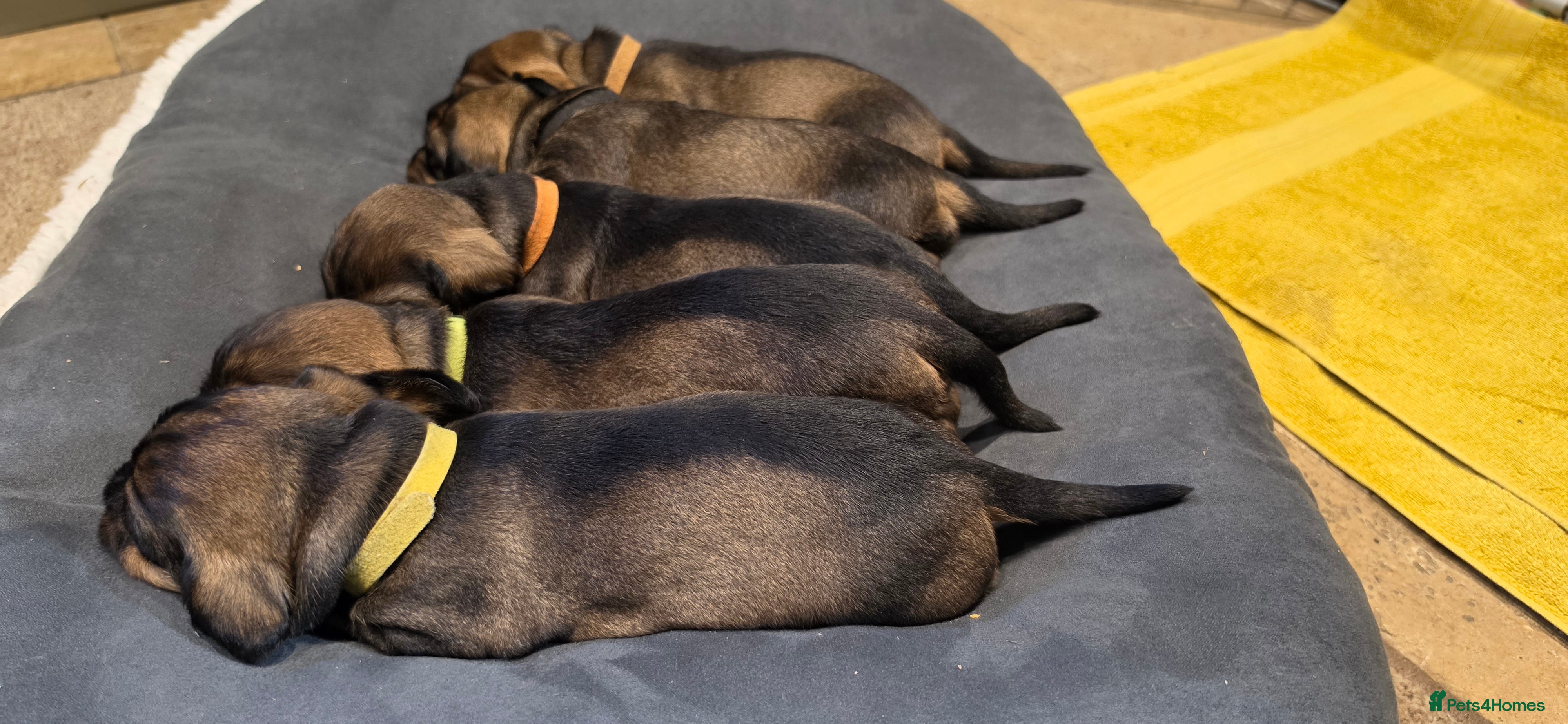 Dachshund dogs KC Dachshund/Teckle Standard Wire Haired Pups - Advert 5