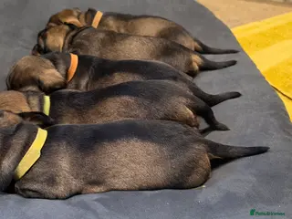 Dachshund dogs KC Dachshund/Teckle Standard Wire Haired Pups - Advert 5