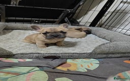 French Bulldog dogs for sale: Unique and Beautiful French bulldogs puppies  - Image 8