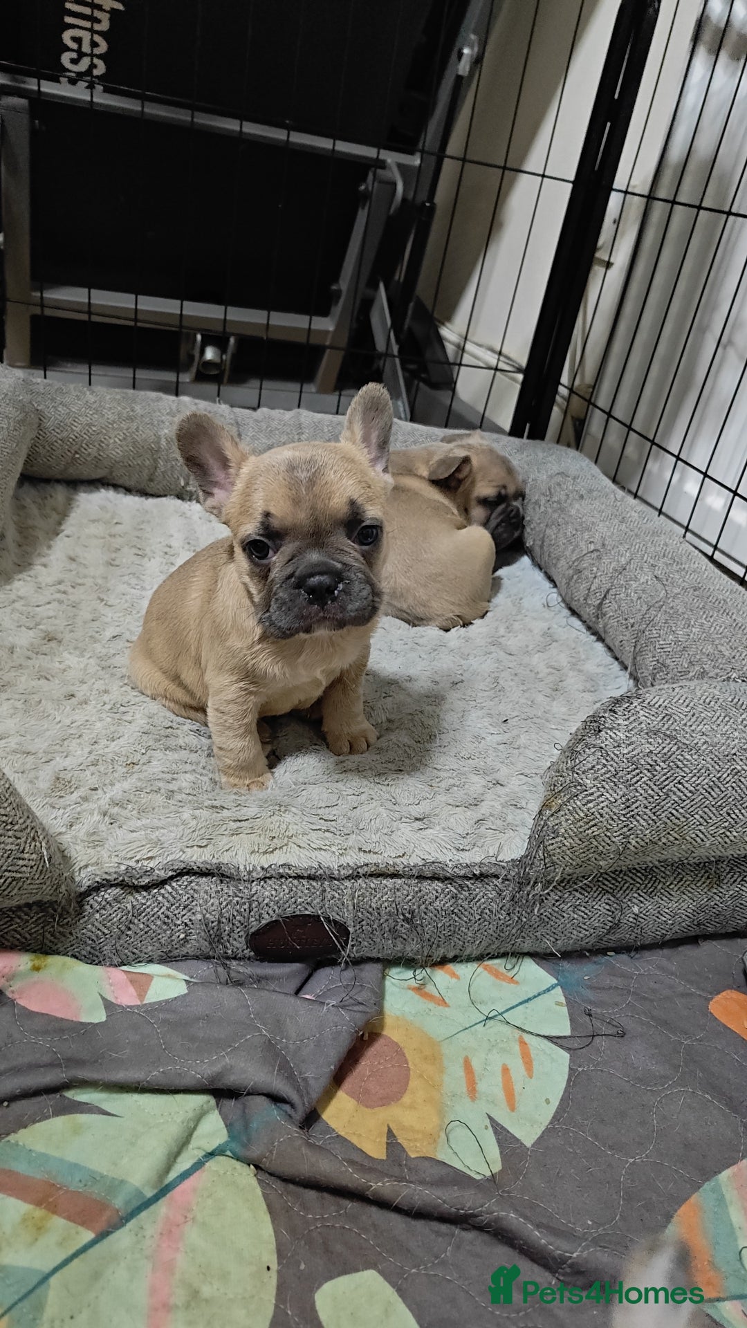 French Bulldog dogs for sale: Unique and Beautiful French bulldogs puppies  - Image 8