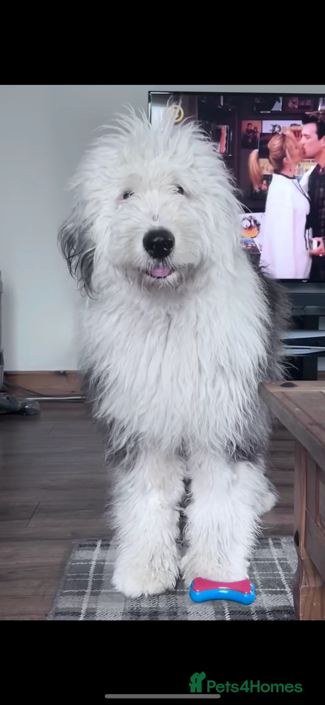 Old English Sheepdog dogs for stud: Proven Old English sheep dog for stud in Middlesbrough - Advert 6