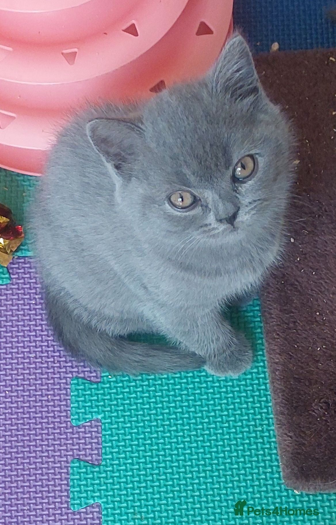 British Shorthair cats 💙GORGEOUS GCCF REGISTERED BOY💙 - Advert 3