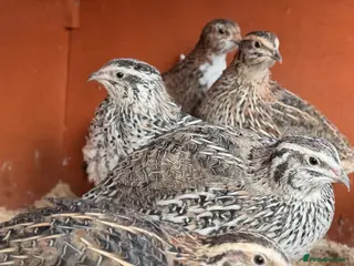 Quail poultry 14 Mixed Colour Coturnix Quail Hens and Roos - Advert 3