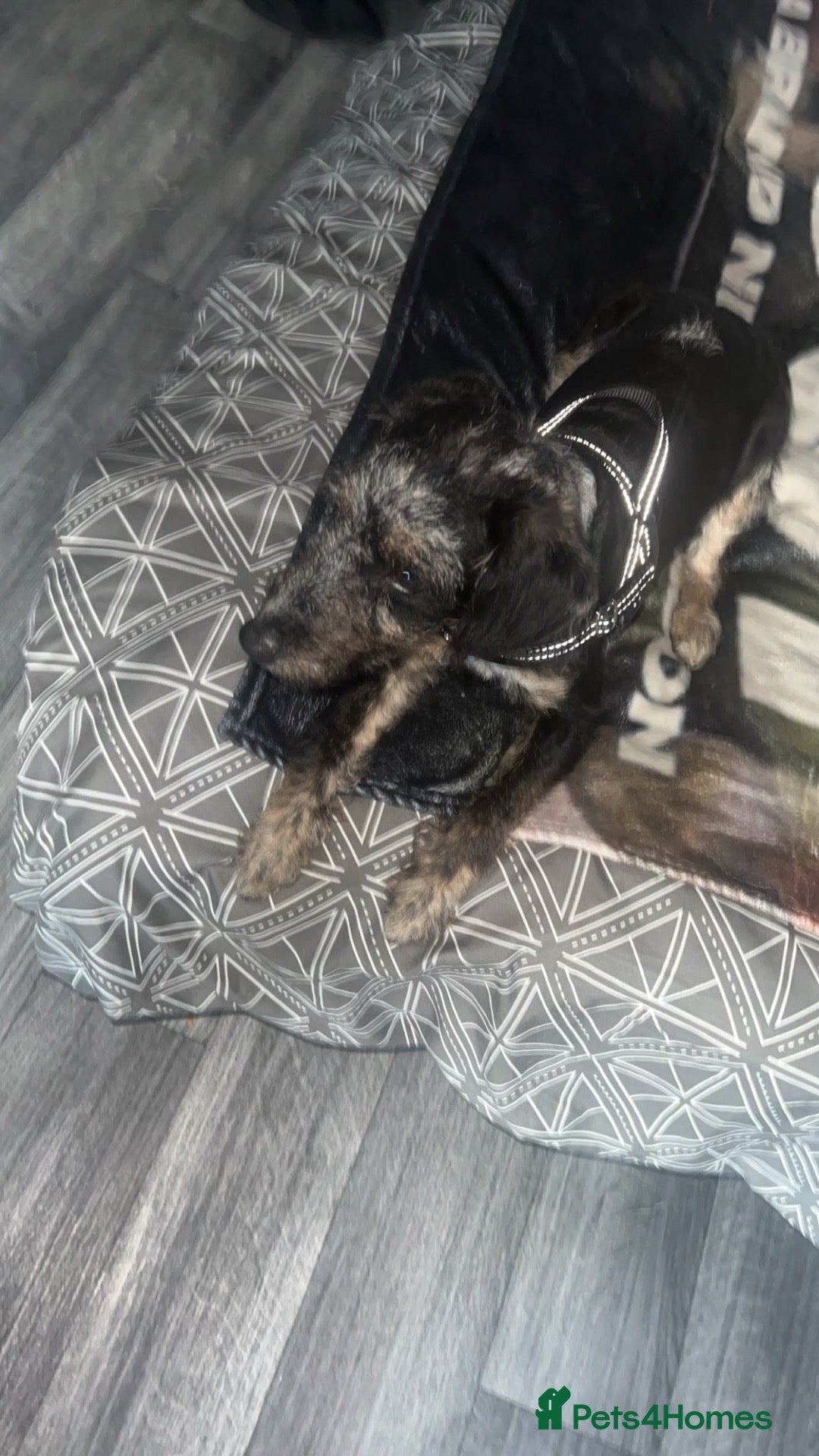 Jackapoo dogs Jackapoo £400 if gone today  - Advert 14