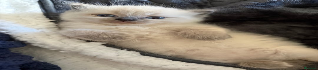 Ragdoll Kitten 3
